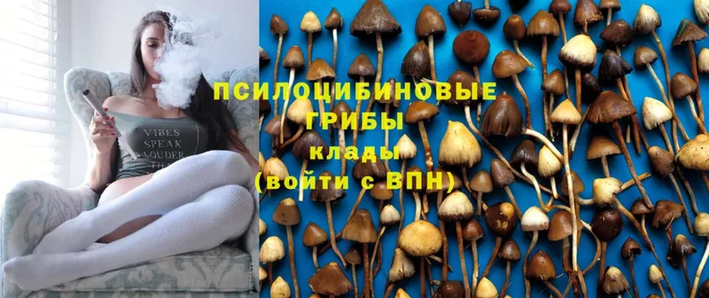 сколько стоит  Пермь  Галлюциногенные грибы Cubensis 